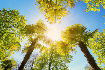 Bottom up view of palm trees in Spain.