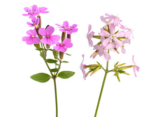 Soapwort flowers