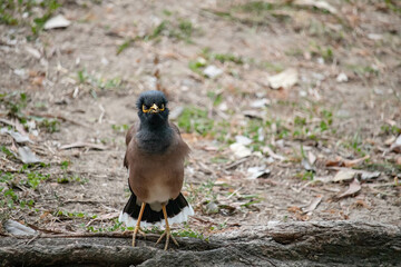 Great myna are seeking food in the rice field