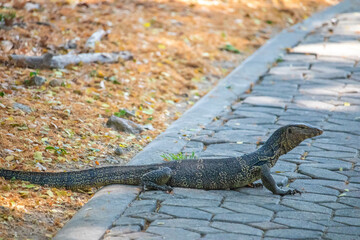 The Water monitor, (Varanus salvator) the large species of monitor lizard