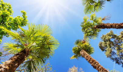 Bottom up view of palm trees in Spain.