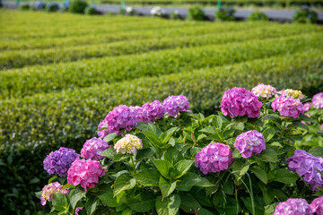 Obraz premium 紫陽花