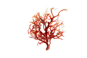 Rhodophyta red seaweed branch isolated transparent png. Red algae.