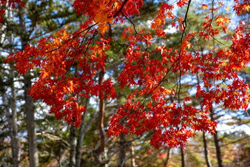 紅葉