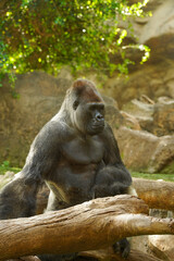 A huge gorilla sits on a rock and looks thoughtfully into the distance. Humanoid ape. The concept...