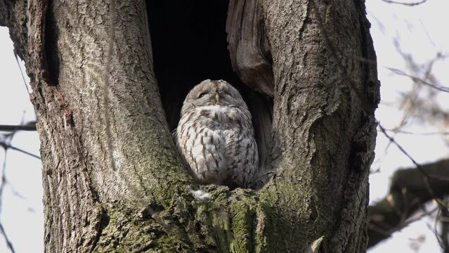Tawny or Brown Owl (Strix aluco). Owl sits in a hollow, looks around, peers carefully into the distance, then vigorously shakes its head. Beautiful video of an owl in wildlife