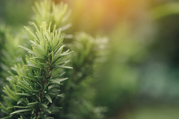 Fresh green rosemary herbal texture background