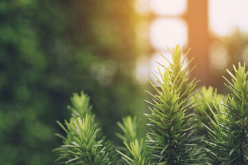 Fresh green rosemary herbal texture background