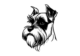 drawing of Schnauzer dog