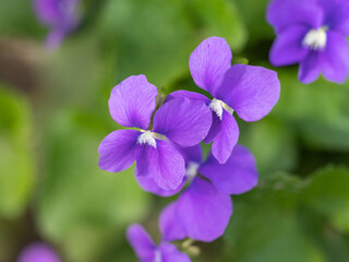 purple flowers from Drost park
