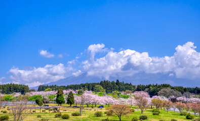 Fototapeta na wymiar 龍門橋から望む満開の桜
