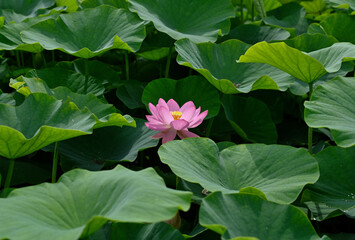 荒神谷史跡公園の古代ハス