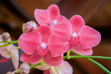 vanda orchids that grow and are well maintained in a pot as an exterior decoration of a restaurant