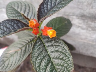Alloplectus is a genus of Neotropical plants in the family Gesneriaceae. The recent revision of the...