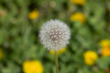 Dandelions growing at a local park 