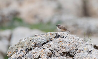 
Red-tailed Wheatear (Oenanthe xanthoprymna) is a rare species in southern Turkey. It is a rare species in Asian and European countries.