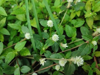 Alternanthera Philoxeroides or Alligator Weed is a white semi-aquatic plant that grows around yards, riverbanks and waterlogged areas.