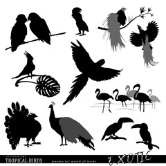 Wildlife. Tropical birds set. Birds of paradise, parrots, peacocks and flamingos silhouettes. Vector illustration