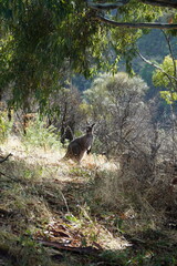 Kangaroo in the forest