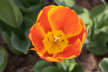 orange tulips from drost park in Maryville il