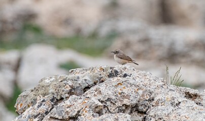 
Red-tailed Wheatear (Oenanthe xanthoprymna) is a rare species in southern Turkey. It is a rare species in Asian and European countries.