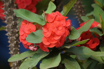 Euphorbia milii (crown of thorns, Christ plant, Christ thorn, Corona de Cristo, coroa de cristo)...