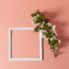 White spring flower with green leaves on pastel pink background with copy space frame. Minimal creative idea.