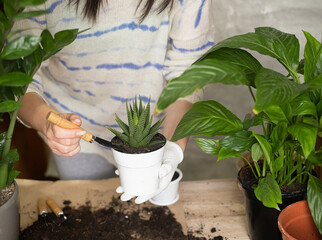 Female gardeners transplant spathiphyllum spoon-shaped into ceramic pots on a wooden table. home garden concept. Springtime. Stylish interior with lots of plants. House plant care. Sample.