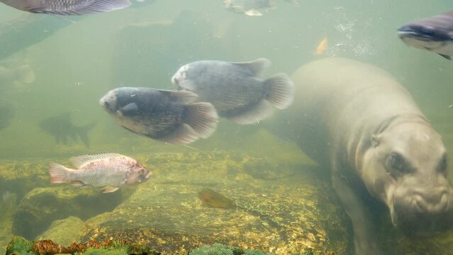 hippopotamus or hippo swimming and diving into the water tank searching for food. animal show at the zoo