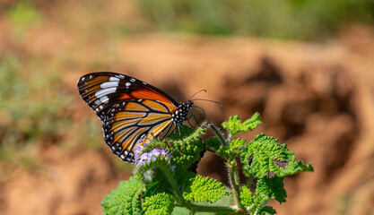 tropical butterfly perched on leaves in the forest