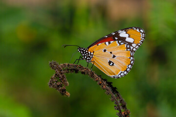 Fototapeta na wymiar tropical butterfly perched on leaves in the forest