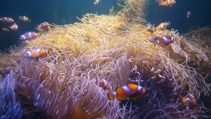 Nemo clown fish swimming in the sea anemone on the colorful healthy coral reef. Anemonefish nemo group swimming underwater.