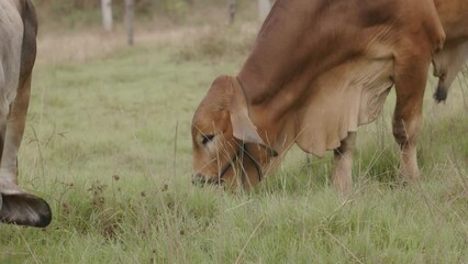 Brahman Cattle Farming Industry in Asia.Cows are eating grass in the open farm.