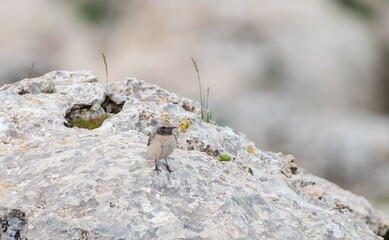 
Red-tailed Wheatear (Oenanthe xanthoprymna) is a rare species in southern Turkey. It is a rare species in Asian and European countries.