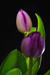 tulip on black background