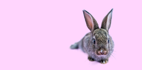 Lovely bunny easter brown rabbit sitting on pink background. Lovely young rabbit sitting, Lovely mammal with beautiful bright eyes in nature life, Animal concept, Easter symbol