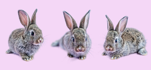 Three lovely bunny easter brown rabbit sitting on pink background. Lovely young rabbit sitting, Lovely mammal with beautiful bright eyes in nature life, Animal concept, Easter symbol