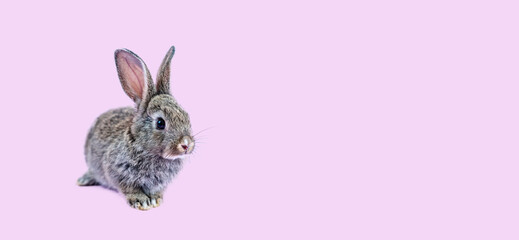 Lovely bunny easter brown rabbit sitting on pink background. Lovely young rabbit sitting, Lovely mammal with beautiful bright eyes in nature life, Animal concept, Easter symbol
