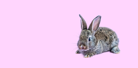 Lovely bunny easter brown rabbit sitting on pink background. Lovely young rabbit sitting, Lovely mammal with beautiful bright eyes in nature life, Animal concept, Easter symbol
