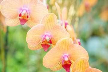 The Beautifully blooming ocean orchid