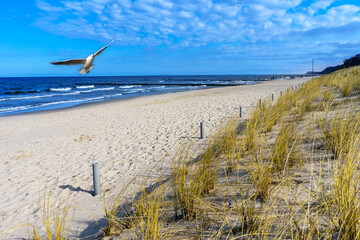 sand dunes and baltic sea with seagull