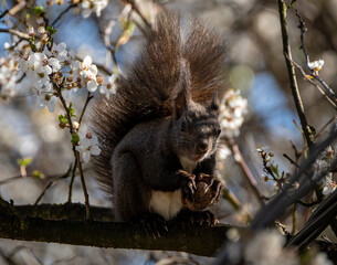 Obraz premium Photogenic squirrel posing for a photo while munching on a walnut