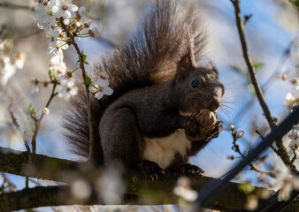 Photogenic squirrel posing for a photo while munching on a walnut