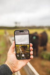 Mobile cell phone in a hand taking picture of cow cows cattle