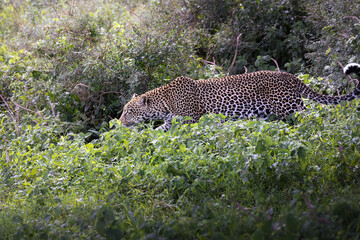 Fototapeta na wymiar Wild majestic leopard, a big cat, in the bush in the Serengeti National Park, Tanzania, Africa 