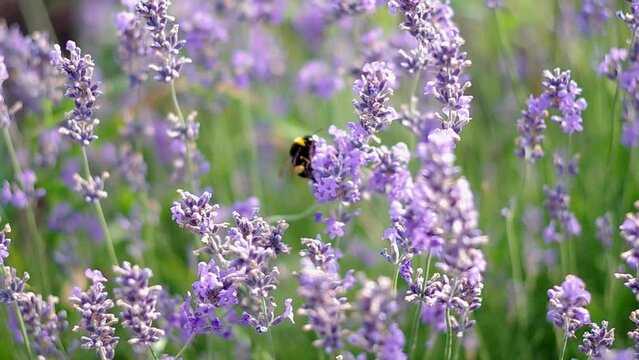 lavender flowers bloom in the garden, a bumblebee flies in lavender flowers