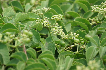 Causonis trifolia (Also called bush Grape, fox-grape, three-leaved wild vine, threeleaf cayratia) in nature.  This plant has black-colored berries and its plant used for antidiabetic