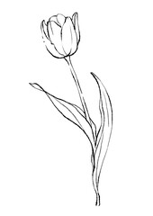 美しく咲くチューリップのシンプルな線画イラスト
