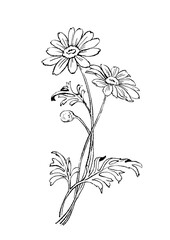 美しく咲くマーガレットのシンプルな線画イラスト