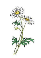 美しく咲くマーガレットのかわいい手描きイラスト(PNG)